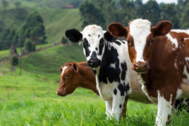 three cows looking at camera in field