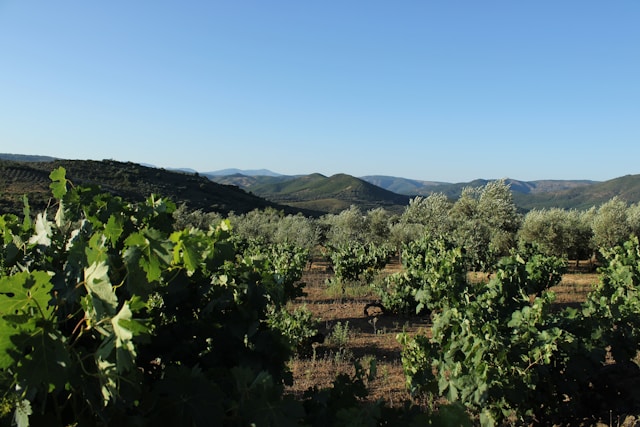 grape and olive grove